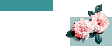 Pink roses with green leavesの写真素材
