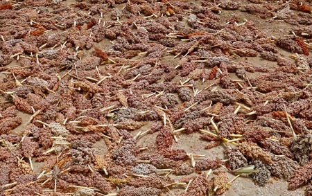 Red Sorghumの写真素材