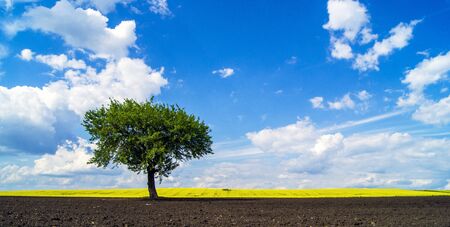 tree and rape fieldの写真素材