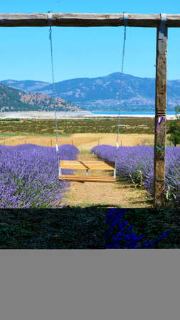Lavender field with wooden swingの写真素材