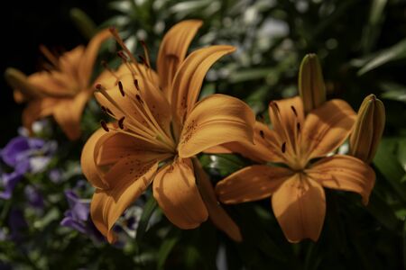 Orange Hermocallis in gardenの写真素材