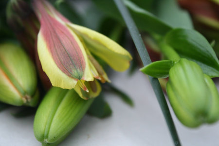 Buds of Flowersの写真素材