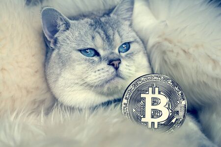 bitcoin of the black background,  on Golden nugget gold background. Finance conceptの写真素材