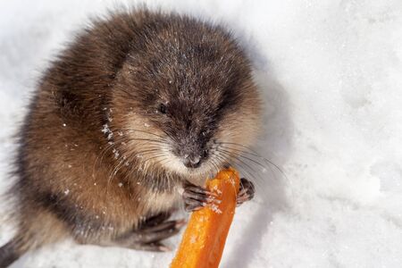 Muskrat calves, Muskrat (Ondatra zibethicus) is eating a carpet under snowの写真素材
