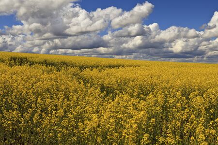 Bright yellow rapeseed field against a cloudy sky backgroundの写真素材
