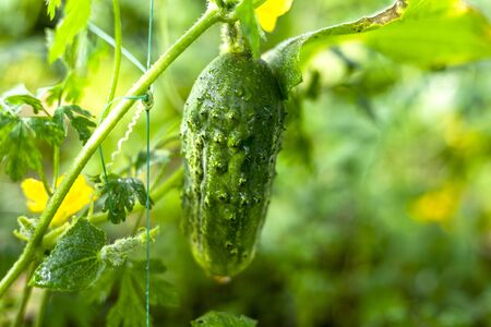 Gardening, ripening of green cucumber in the gardenの写真素材
