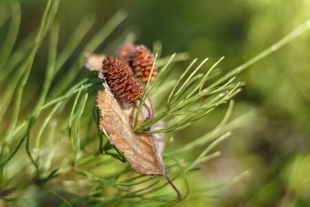 Autumn leaf pierced with pine needles with conesの写真素材