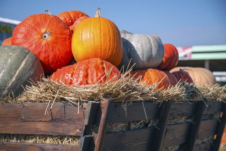 golden autumn, large different pumpkins, Different varieties of pumpkins, a wooden cart with pumpkinsの写真素材