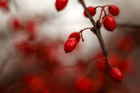 Autumn Landscape, Red Berries Barberry, branches in the ice, late autumn, Berries in the fall on the first snowの写真素材