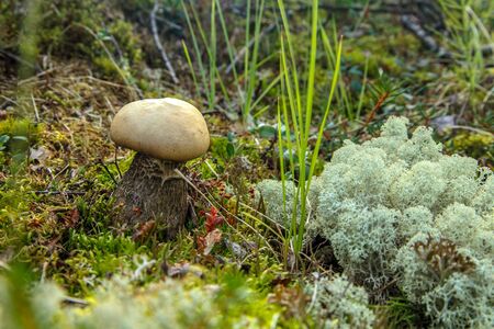 tundra, a small mushroom on the background of mossの写真素材