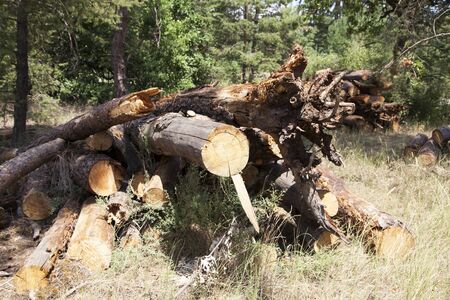 illegal deforestation, felled treesの写真素材