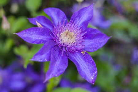 Clematis The President. Blooms clematis blue-purple flowers.の写真素材