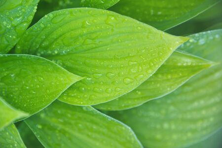 background of green leaves, raindrops on a plant, Fresh grass with dew drops close up