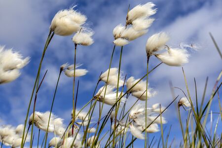 White fluffy arctic plant against blue sky background.の写真素材