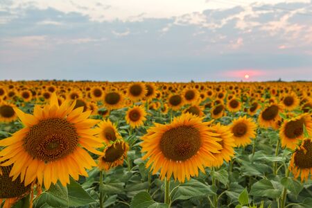 flowers of sunflower, field of blooming sunflowers on a background sunsetの写真素材