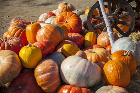 golden autumn, large different pumpkins, Different varieties of pumpkins, a wooden cart with pumpkinsの写真素材