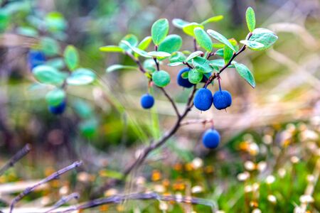 Beautiful landscape of forest-tundra, Blueberry ; Bush of a ripe bilberry in the summer closeupの写真素材
