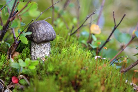 tundra, a small mushroom on the background of mossの写真素材