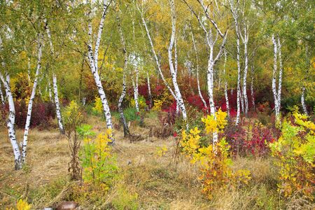 golden autumn, beautiful autumn landscape, bright red, yellow and green treesの写真素材