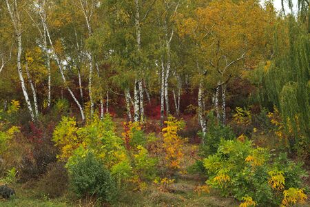 golden autumn, beautiful autumn landscape, bright red, yellow and green treesの写真素材