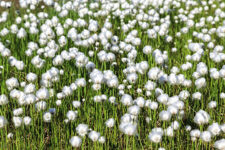 White fluffy arctic plant against blue sky background.の写真素材