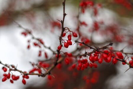 Autumn Landscape, Red Berries Barberry, branches in the ice, late autumn, Berries in the fall on the first snowの写真素材