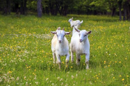 White and gray young goats are playing on a flower fieldの写真素材