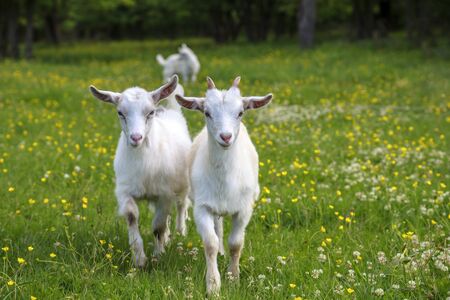White and gray young goats are playing on a flower fieldの写真素材