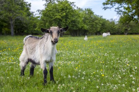White and gray young goats are playing on a flower fieldの写真素材