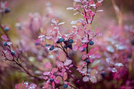 Beautiful landscape of forest-tundra, Blueberry ; Bush of a ripe bilberry in the summer closeupの写真素材