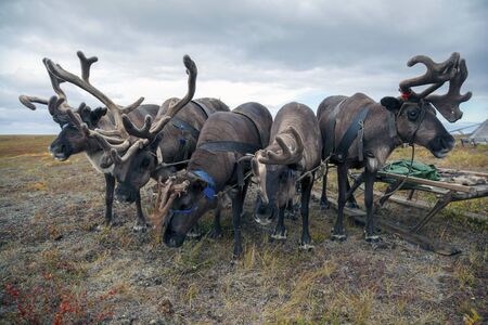 The extreme north, Yamal,   reindeer in Tundra , Deer harness with reindeer, pasture of Nenetsの写真素材