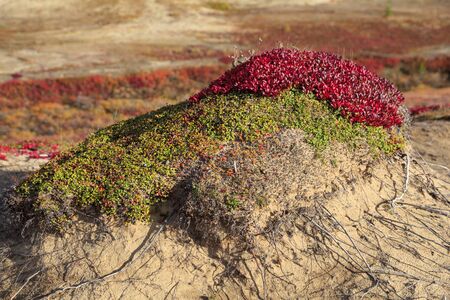 Autumn in the tundra. Yellow spruce branches in autumn colors on the moss background. Tundra, Kola peninsula, Russia.Beautiful landscape of forest-tundra,の写真素材