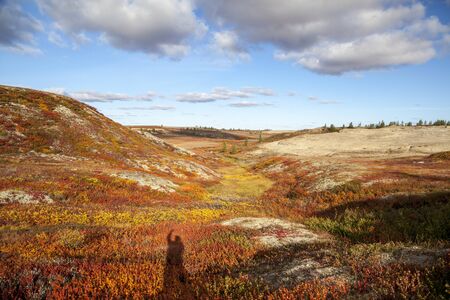 Autumn in the tundra. Yellow spruce branches in autumn colors on the moss background. Tundra, Kola peninsula, Russia.Beautiful landscape of forest-tundra,の写真素材