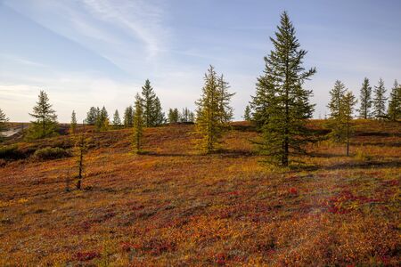Autumn in the tundra. Yellow spruce branches in autumn colors on the moss background. Tundra, Kola peninsula, Russia.Beautiful landscape of forest-tundra,の写真素材