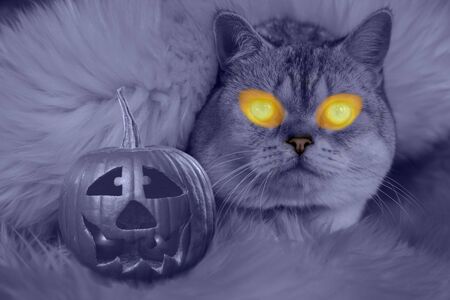 Halloween pumpkin head jack lantern next to the cat, Cat under a white fur blanket with Hallowe'en pumpkinの写真素材