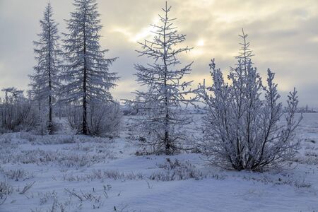 Beautiful winter landscape, frost on the branches of trees, the first snow,の写真素材