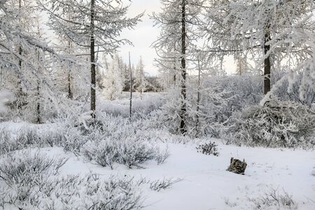 Beautiful winter landscape, frost on the branches of trees, the first snow,の写真素材