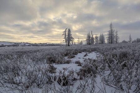 Beautiful winter landscape, frost on the branches of trees, the first snow,の写真素材