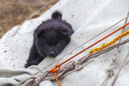fluffy black dog,herding assistant, in the north of the tundra, a dog in the snow in winterの写真素材