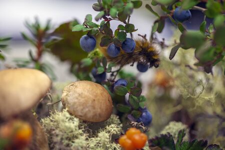 a small mushroom on the background of tundra, Northern berry, Cranberry,foxberry (Lingonberry), macro.の写真素材