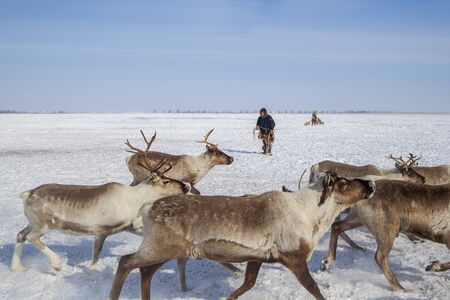 Far North, Yamal Peninsula, Nentsy drive the reindeer, the man caught the deer by the hornsの写真素材