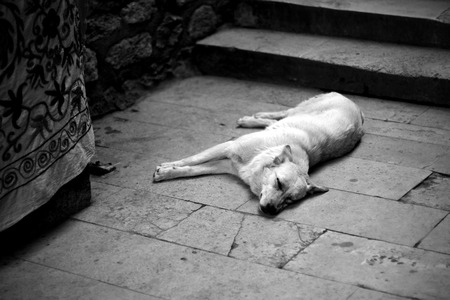 Sleepy Dogの写真素材