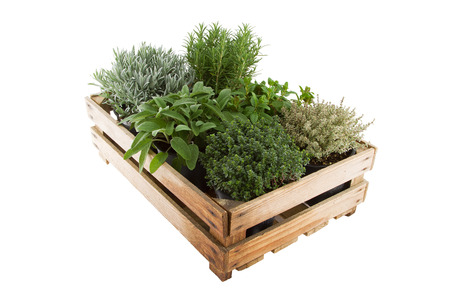 Box with herbsの写真素材
