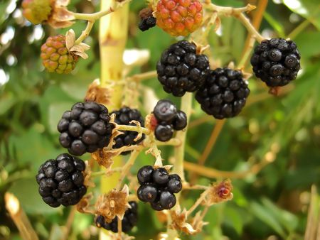 bunch wild blackberries hanging from the bush.の写真素材