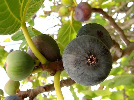 dark common figs hanging from the tree.