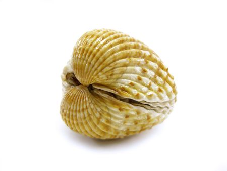 closed scallop shell isolated on a white background.