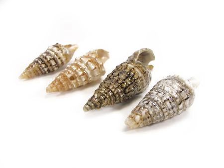 Tibia sea shells allined next to each other isolated on a white background.