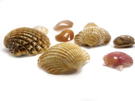 several types of sea shells isolated on a white background.