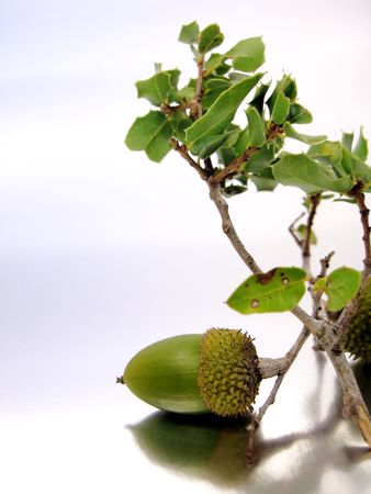 Branch of a Quercus Coccifera (Oak Tree) with several acorns isolated on a silver-white background.の写真素材