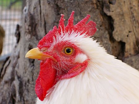 white chicken head on a side profile.の写真素材
